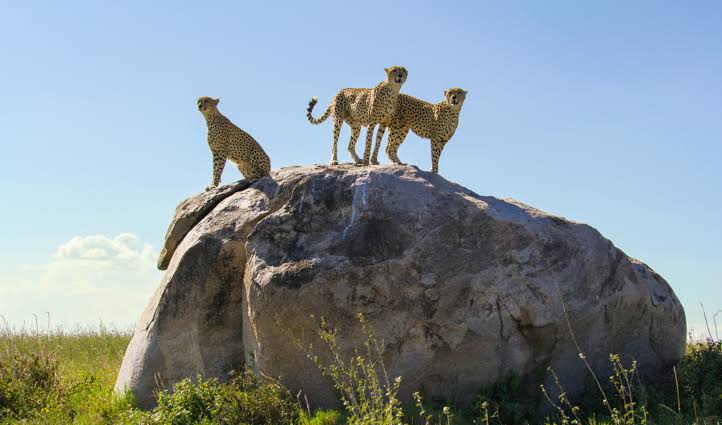 Serengeti National Park – The Great Migration