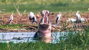 Lake Manyara – Flamingo Paradise